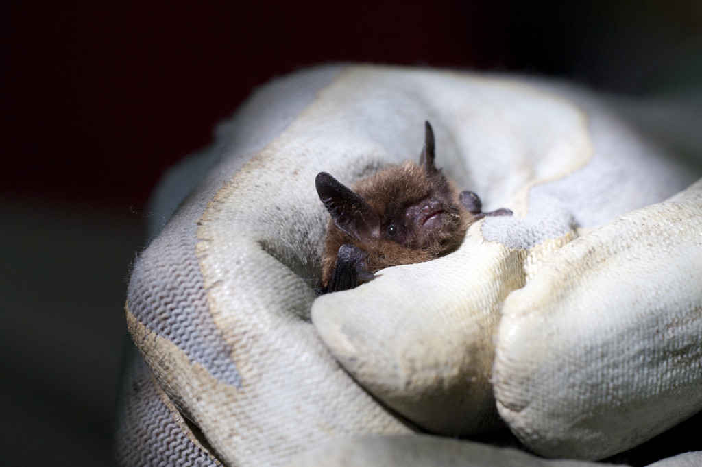 Bat box monitoring (c) Amy Lewis