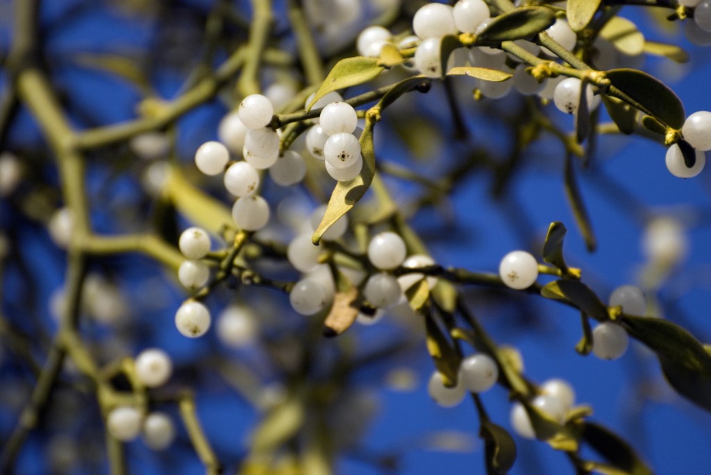 Mistletoe (c) Zsuzsanna Bird