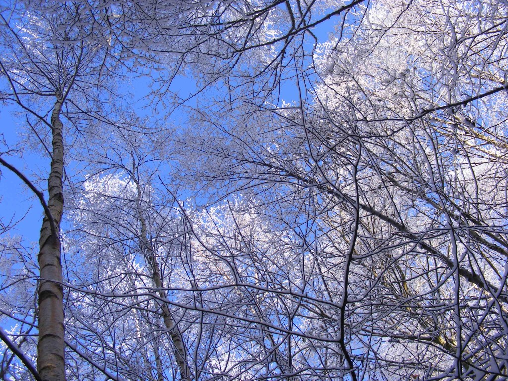 Woodlands in winter (c) Laura Preston