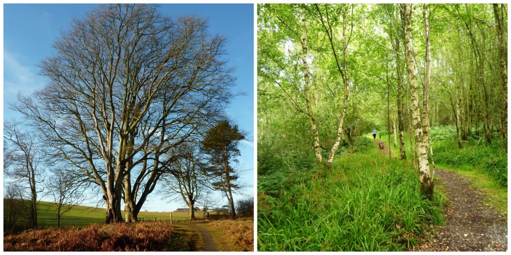 Ayr Gorge Woodlands (c) Gill Smart