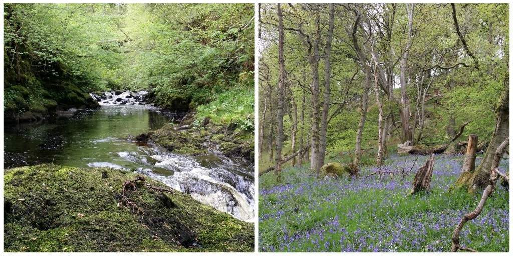 Carron Glen (c) Scottish Wildlife Trust