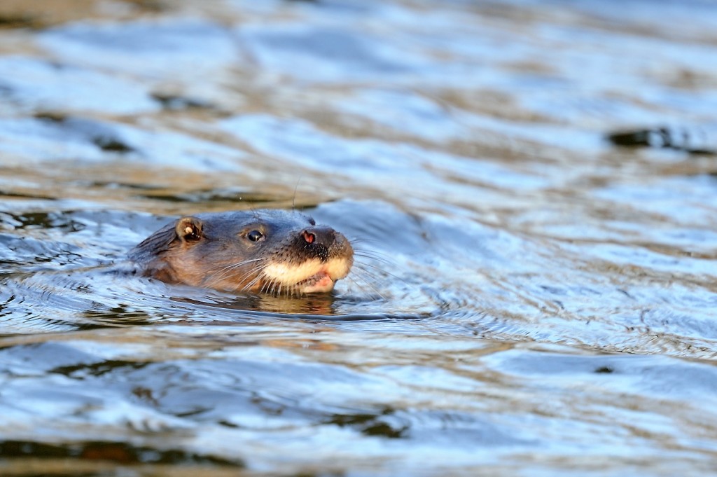 Otter (c) Amy Lewis