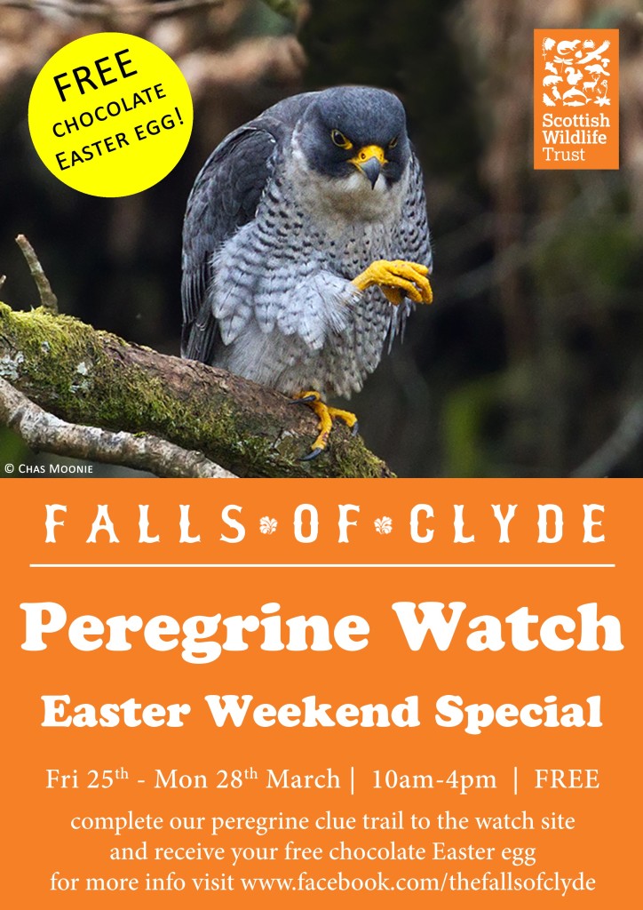 Peregrine-Watch-Easter-Weekend-Special-A4