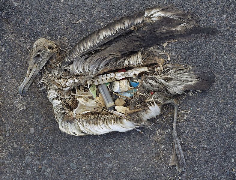 The stomach contents of a dead albatross chick including plastic marine debris fed the chick by its parents (cc) Chris Jordan