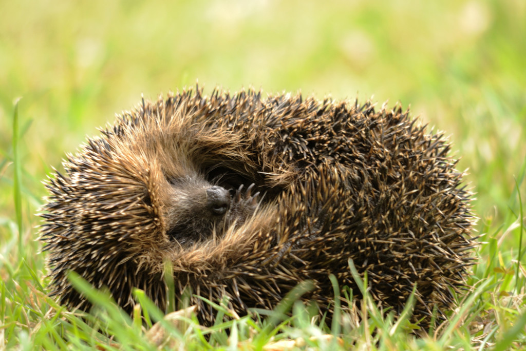 Curled hedgehog (c) Amy Lewis