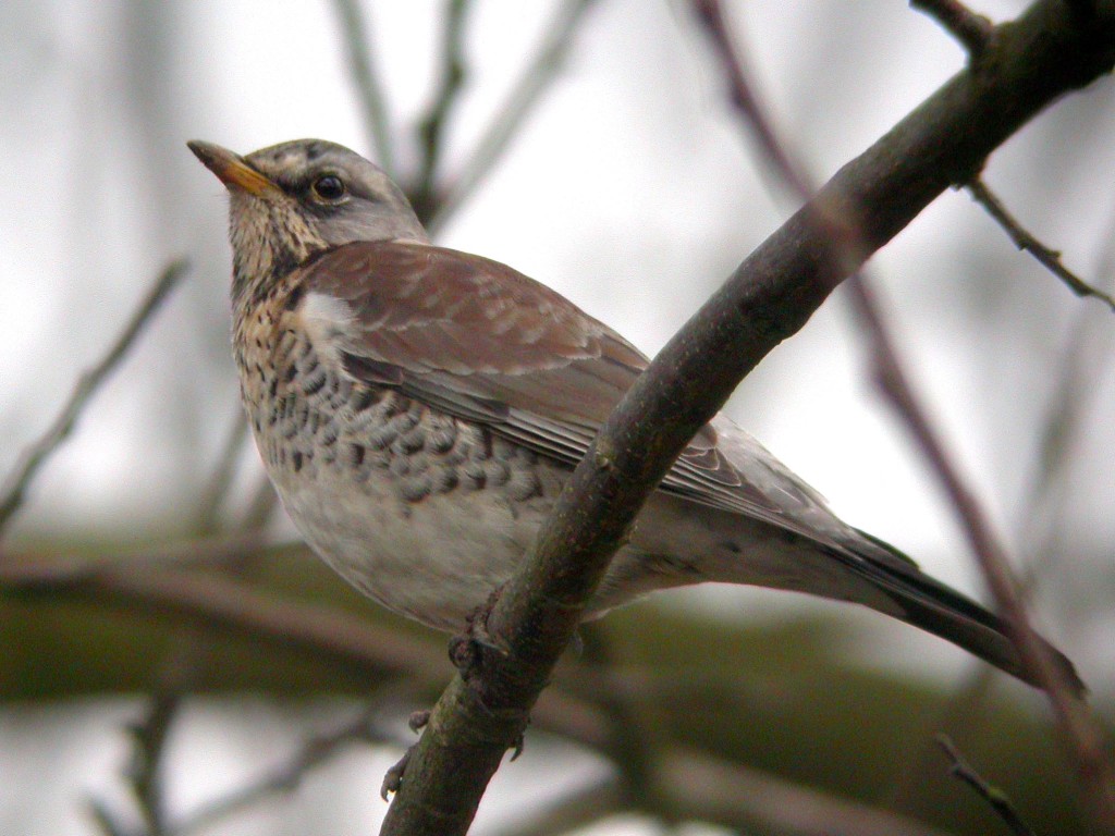 Fieldfare (c) Dave Appleton