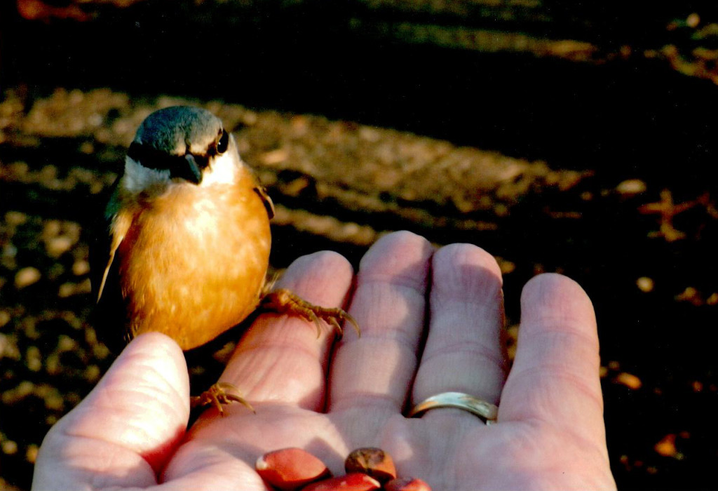 Nuthatch (c) A. Ward