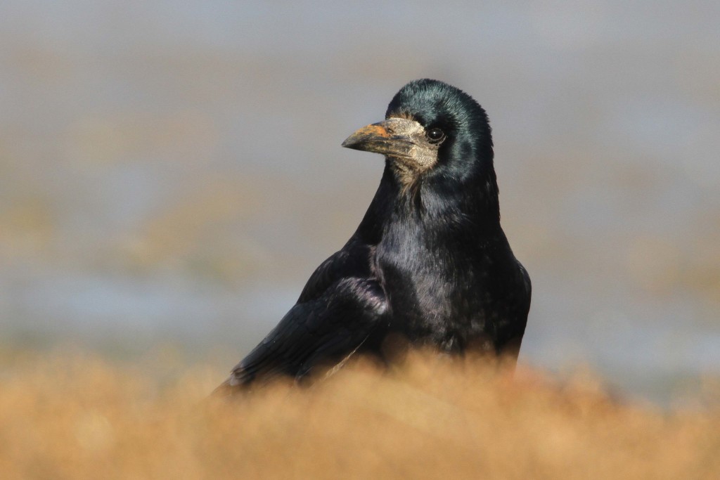 Rook  BTO - British Trust for Ornithology