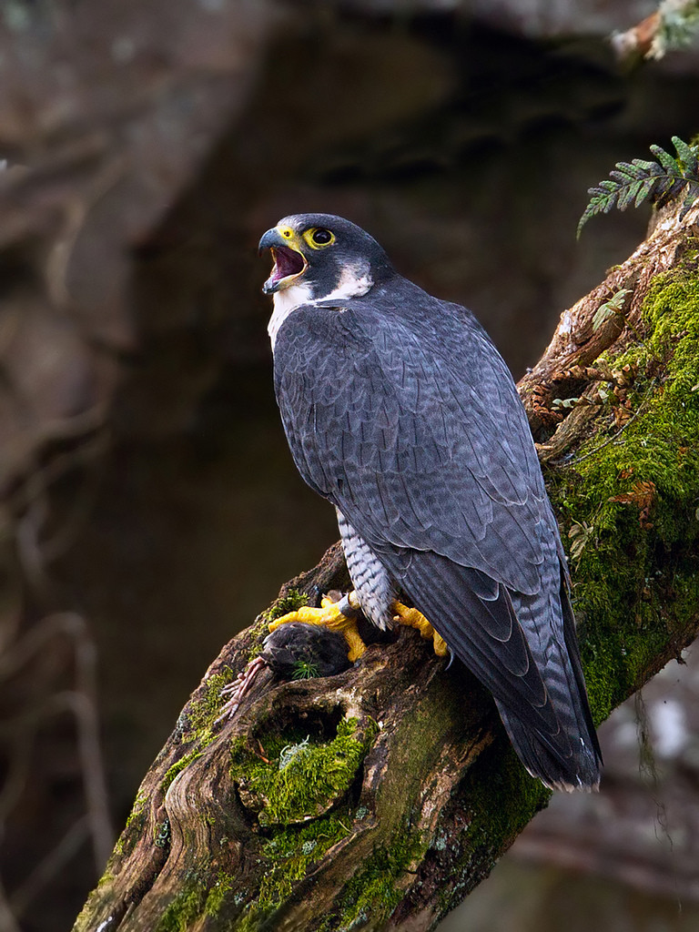 Peregrine Falcon - Limited Fishnet - Herend Animal Figurine