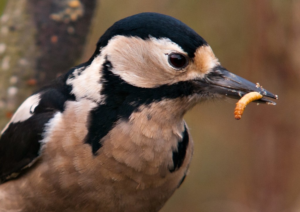 Female Great Spotted Woodpecker (c) Bob Coyle