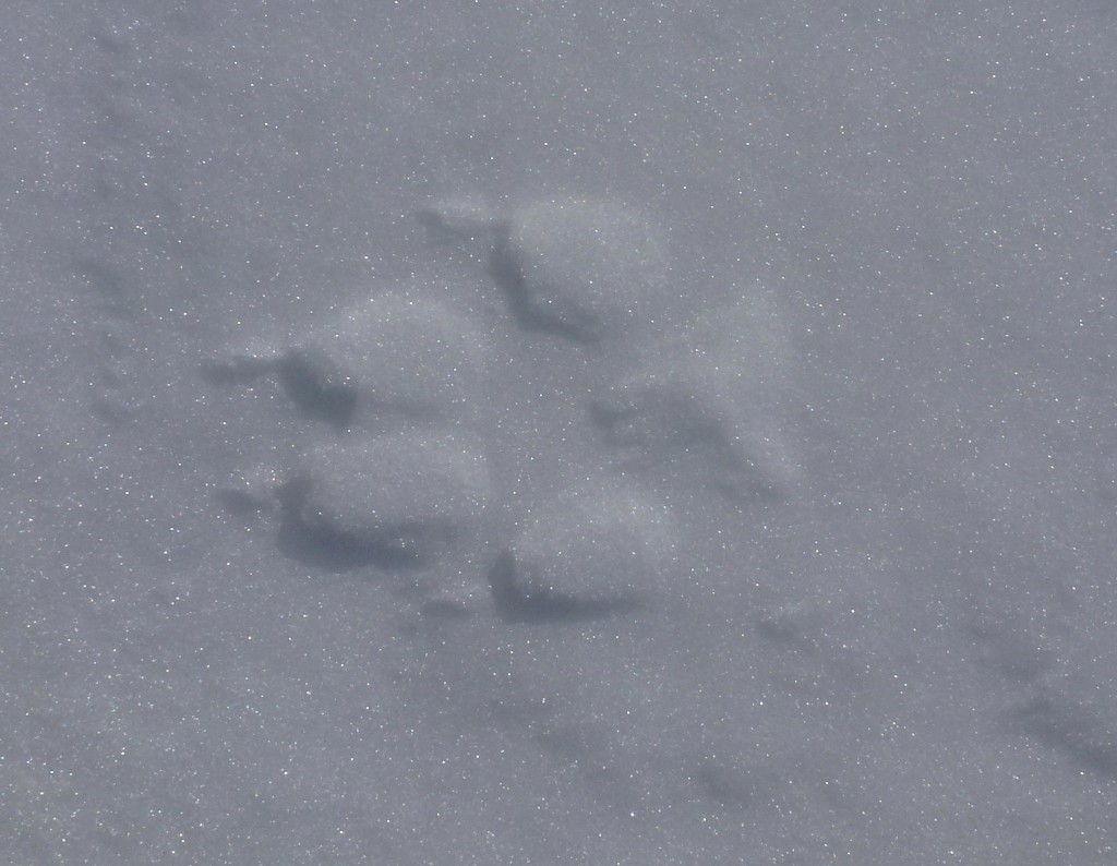 'Highland' fox footprint (c) Laura Preston