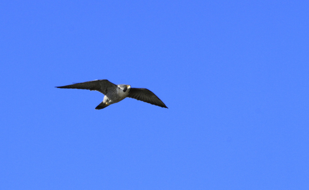 Peregrine in flight (cc) minicooper93402