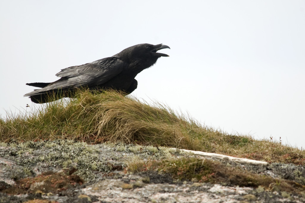 Raven (c) Amy Lewis