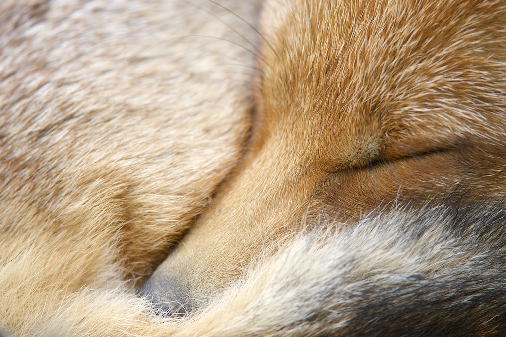 Sleeping fox (c) Richard Bowler