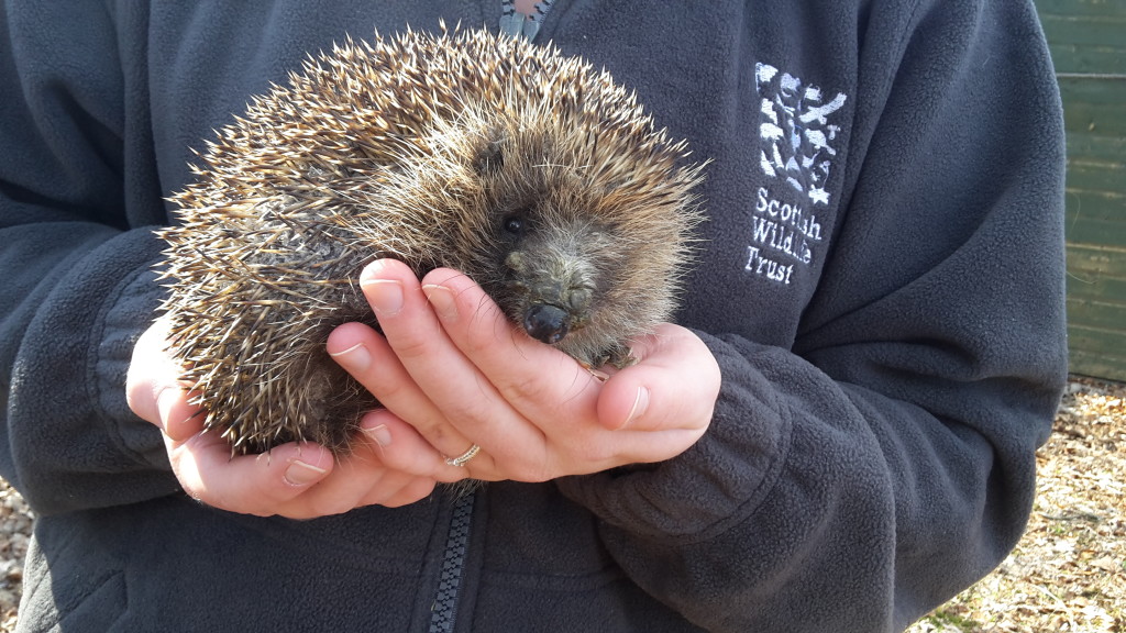 Susanne holding Thistle (c) Susanne Maas