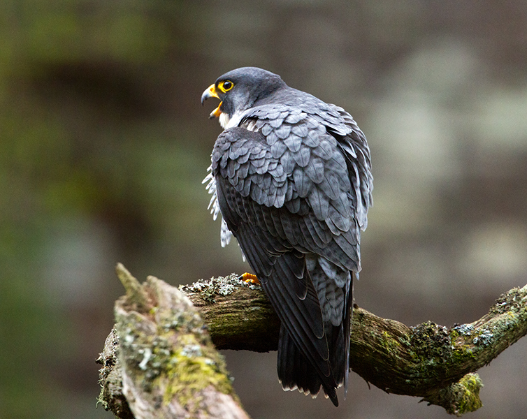 Tiercel (c) Chas Moonie