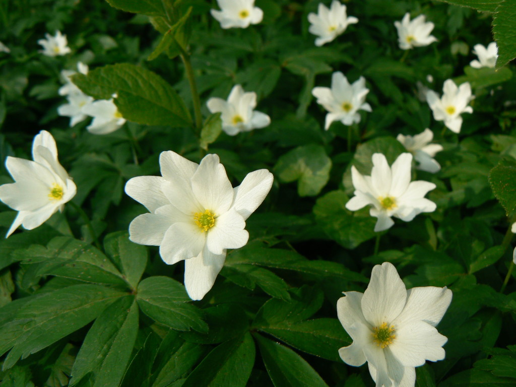 wood anenome