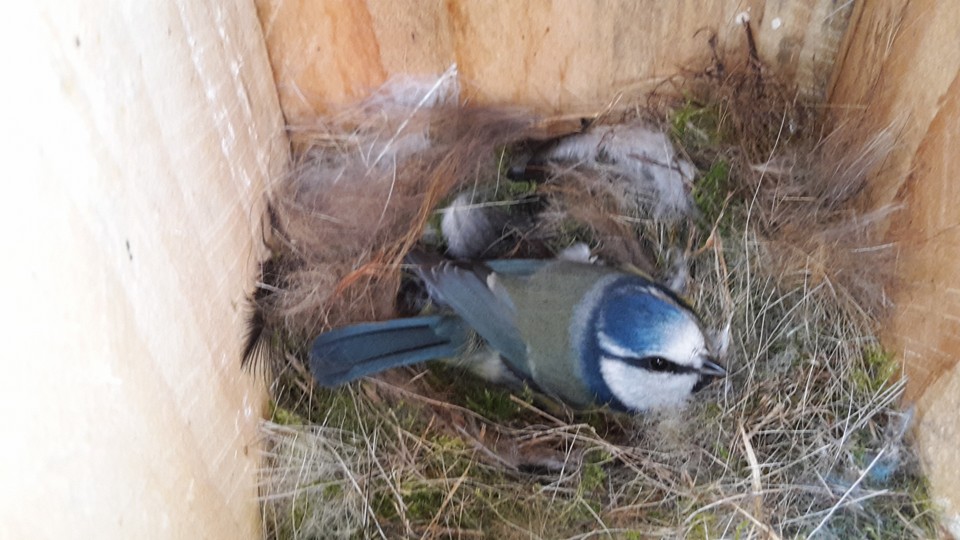Blue tit on nest (c) Susanne Maas