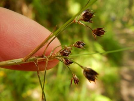 Great Wood-rush C.C Matt Lavin