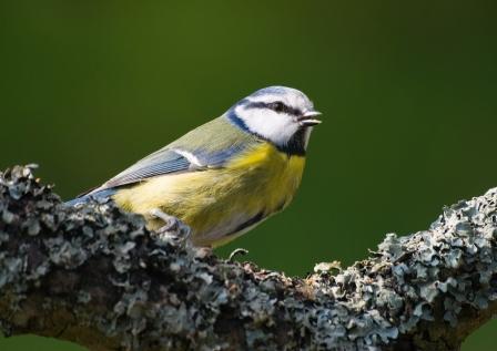 Blue Tit (c) Bob Coyle