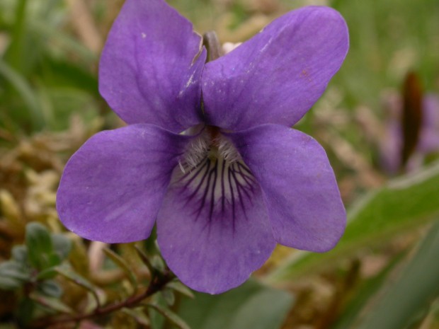  Dog Violet C. Philip Precey