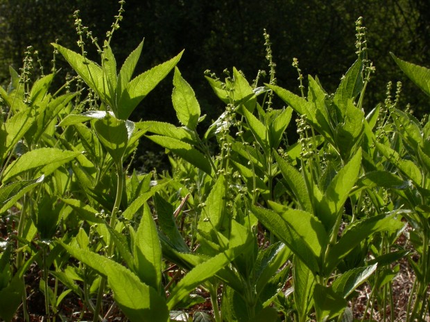 Dog's Mercury ©Philip Precey