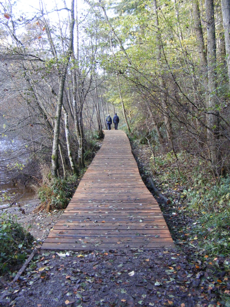 Falls of Clyde boardwalk (c) Scottish Wildlife Trust