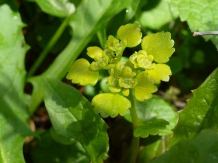 Golden Saxifrage © Laura Preston