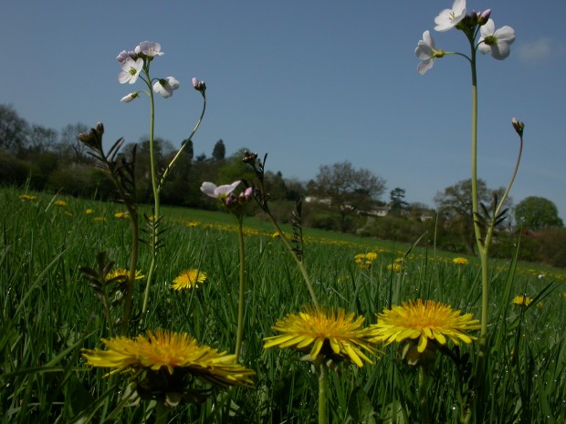 Lady's Smock & Dandelion C. Philip Precey