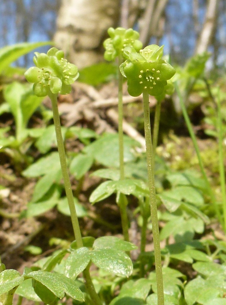 Moschatel (c) Laura Preston