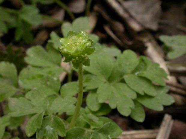 Moschatel C. PhilipPrecey