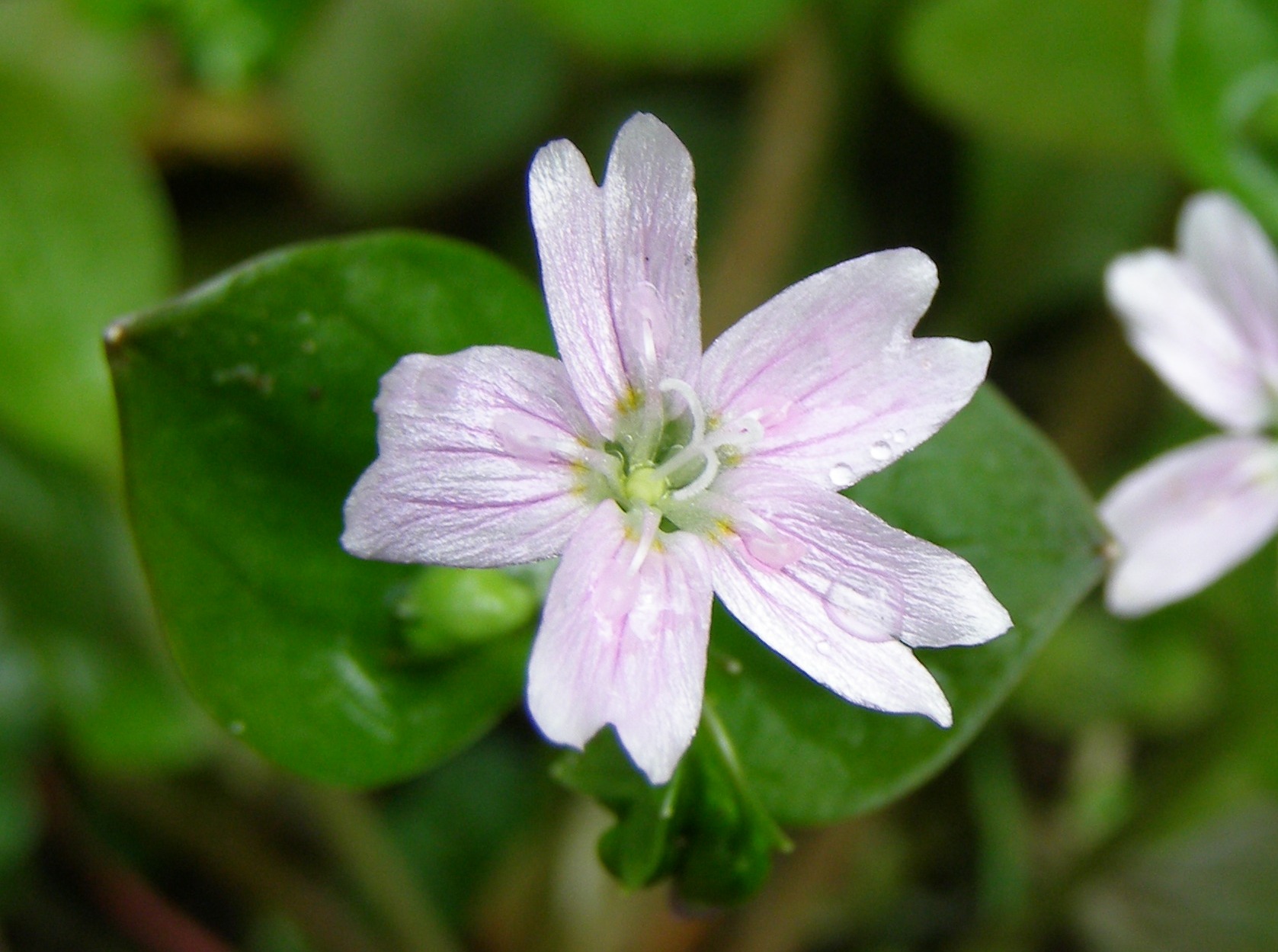 Pink Purslane C. SWT