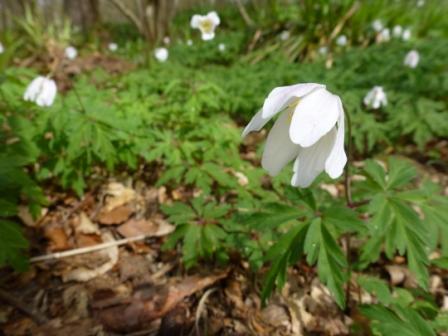 Wood Anemone © Laura Preston