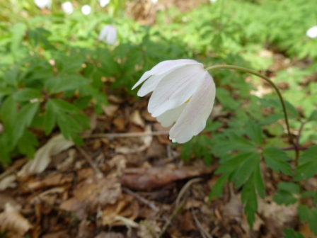 Wood Anemone © Laura Preston