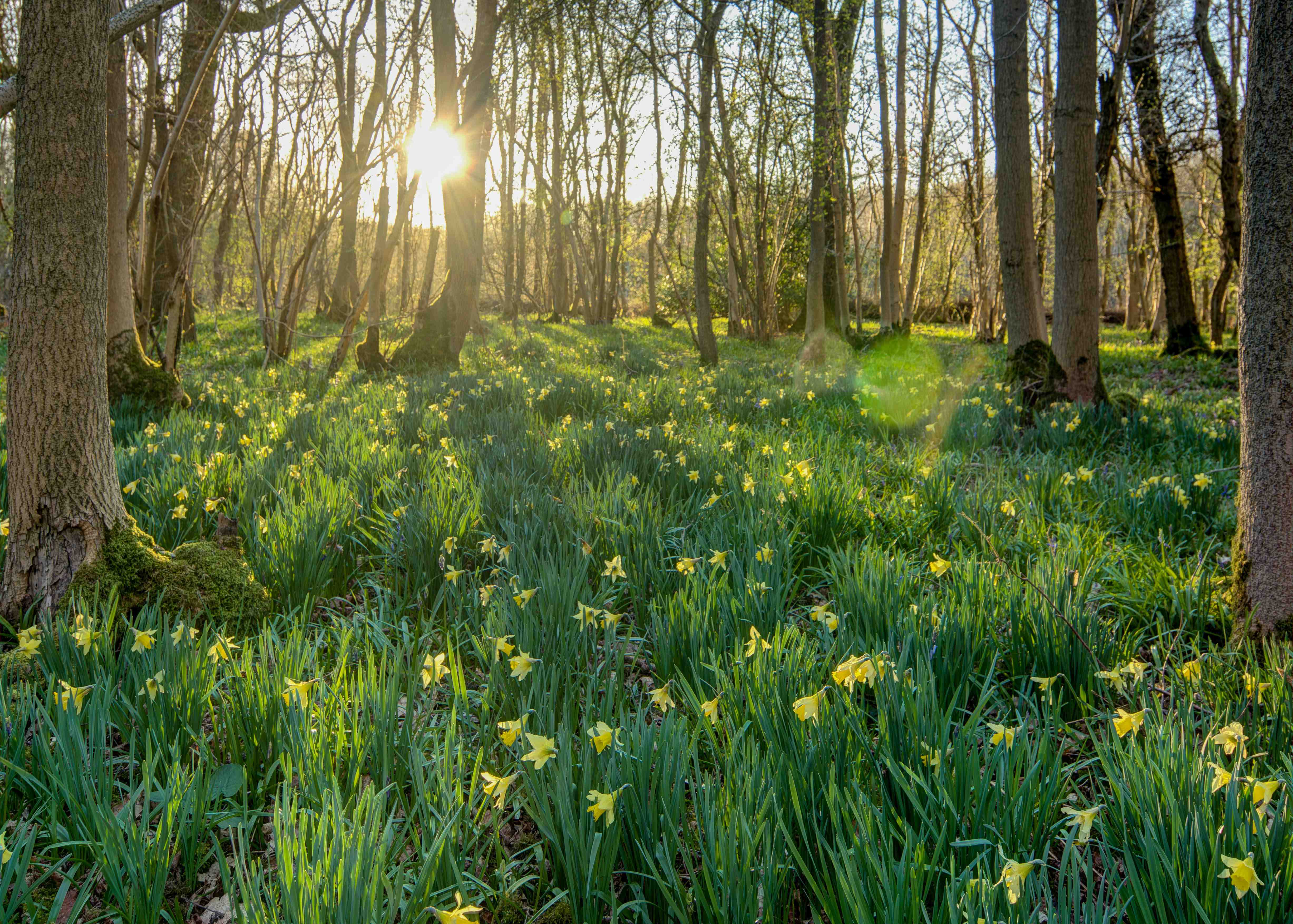 Wild Daffodils (c) Don Sutherland