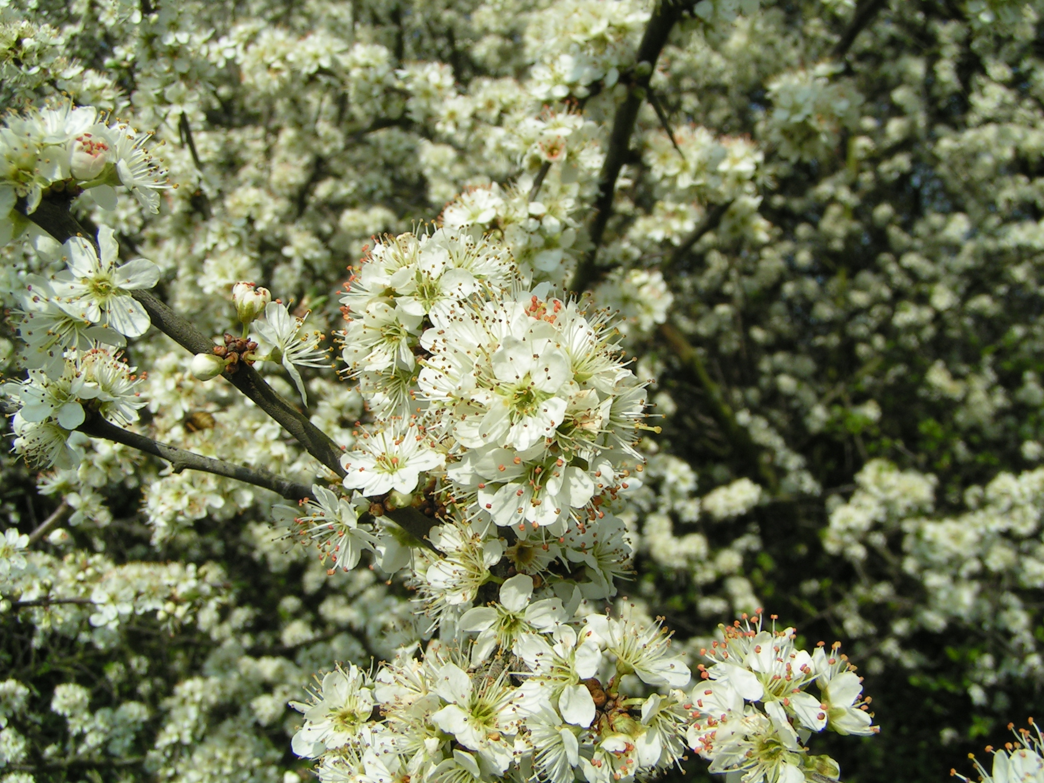 Blackthorn C. Richard Burkmarr