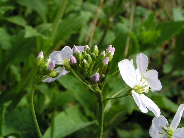 Cuckoo Flower C. Richard Burkmarr