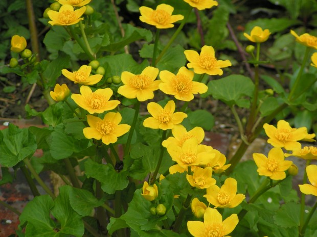 Marsh Marigold ©Richard Burkmar