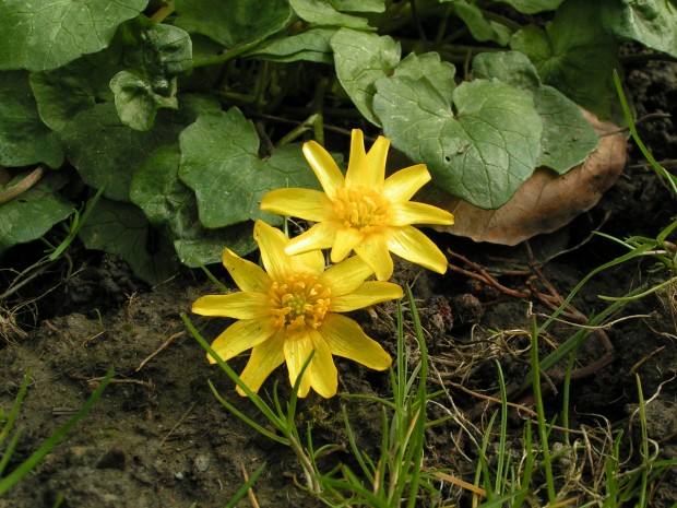 Lesser Celandine ©Richard Burkmar