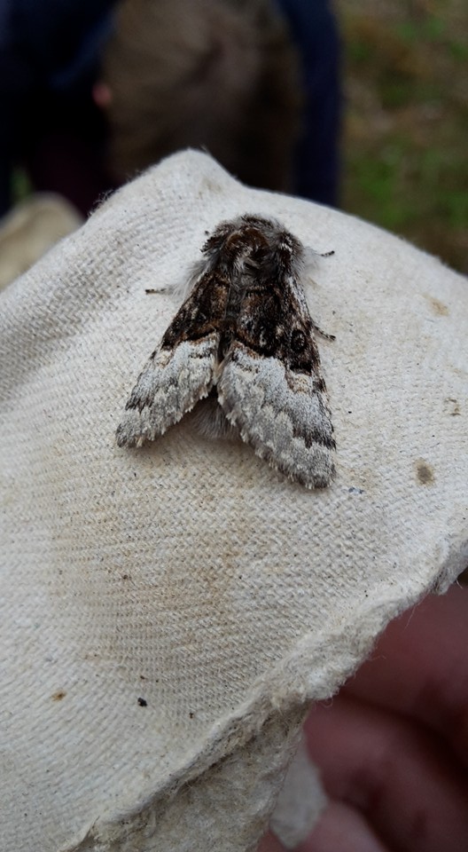 Nut tree tussock (c) Susanne Maas