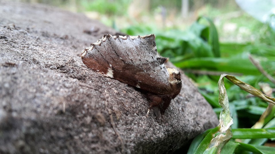 Scarce prominent (c) Susanne Maas