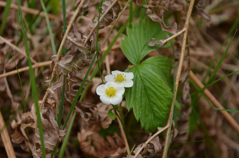 Wild Strawberry Flower (c.c) Anna Quizt