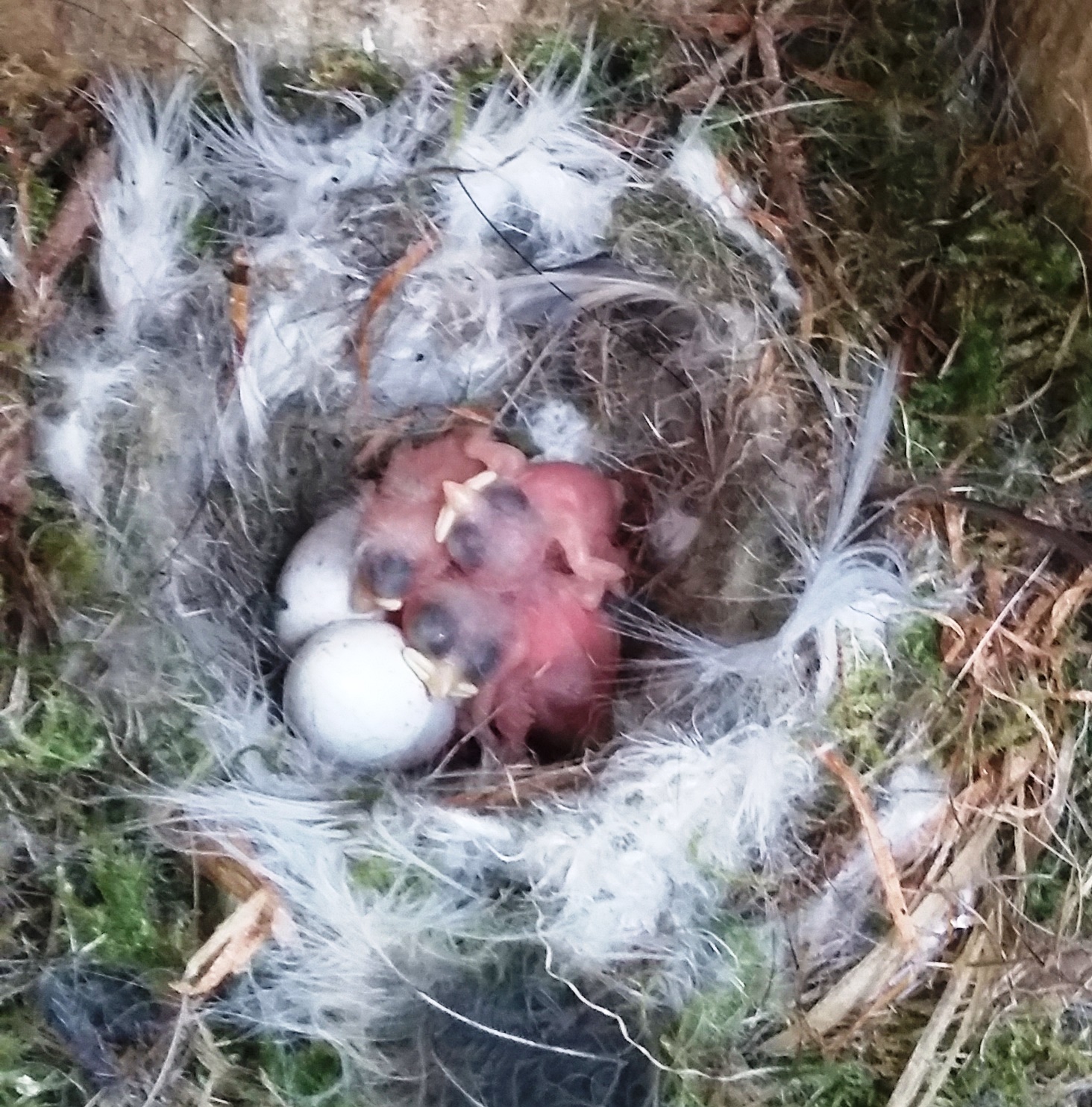 Chicks and eggs in a bird box (c) Lori Moore