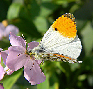 Orange-tip butterfly on a cuckoo flower (c) Angle Shades