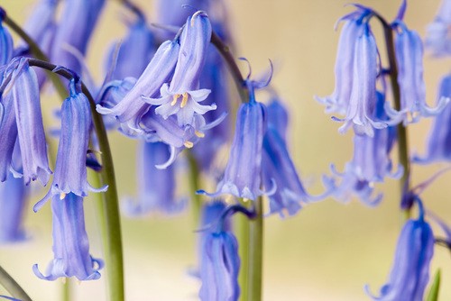 Bluebell (c) Elliott Neep