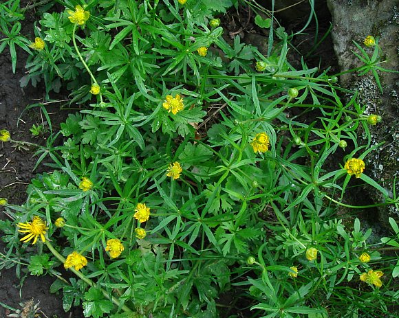 Goldilocks Buttercup (c) SWT