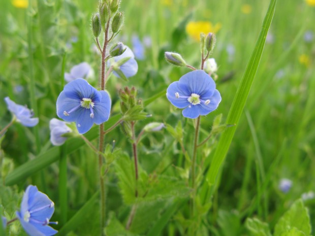 Germander Speedwell (c) Lee Schofield