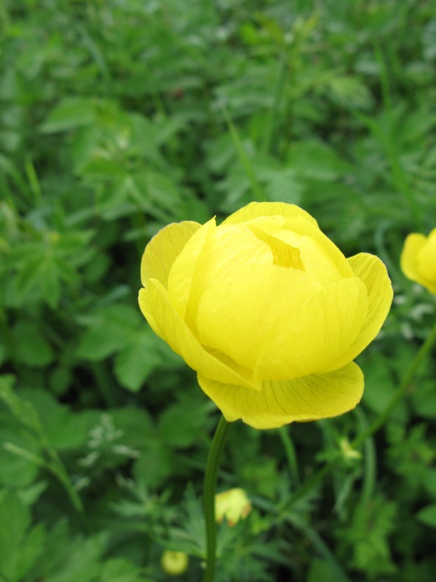 Globeflower (c) Lee Schofield