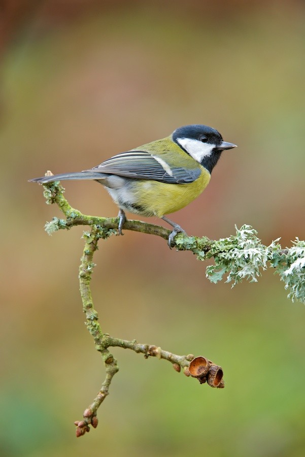 Great tit (c) Richard Bowler