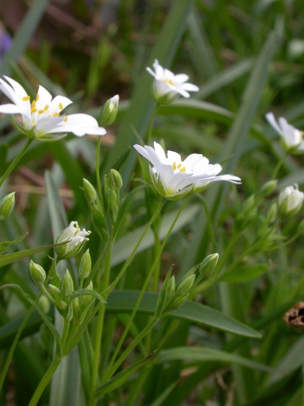 Greater Stitchwort (c) Bruce Shortland